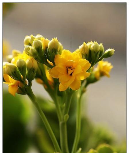 黄色和白色花送人有何寓意？送花颜色选择的含义是什么？