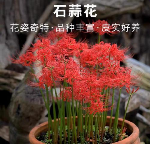 左肩纹红色彼岸花有何特殊意义？