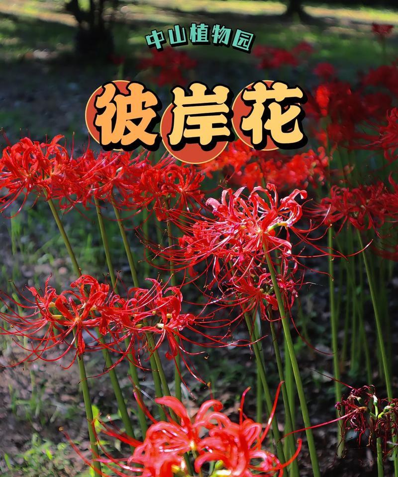 左肩纹红色彼岸花有何特殊意义？