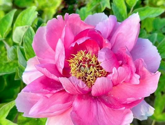 哪些花寓意报平安？摆放和送礼指南是什么？