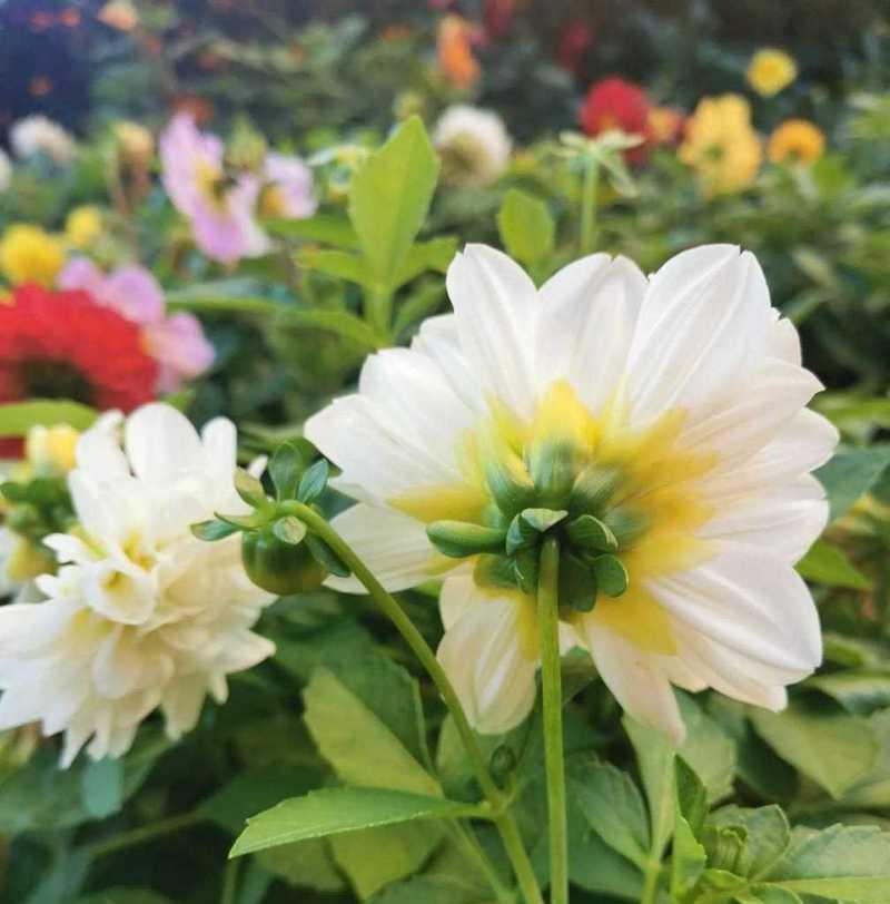 绿色的地瓜花含义是什么？地瓜花在不同文化中的象征意义？