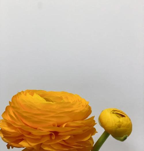 橙色牡丹花的寓意和象征是什么？橙色牡丹花代表什么？