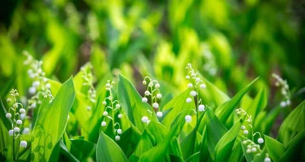 绿色手捧花代表什么？绿色手捧花有哪些寓意？