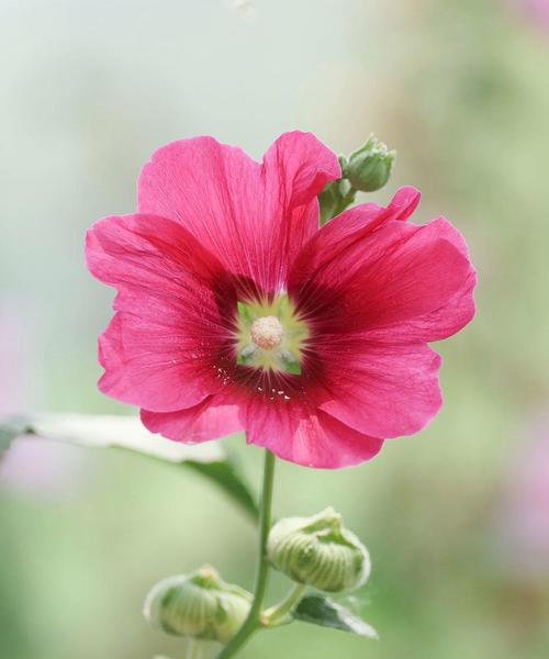 哪些花寓意节节高？节节高寓意的花有哪些特点？