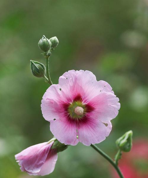 哪些花寓意节节高？节节高寓意的花有哪些特点？