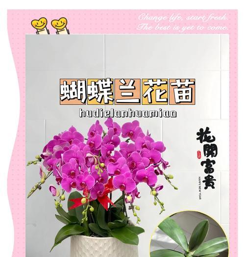 蝴蝶兰手捧花代表什么？寓意有哪些？