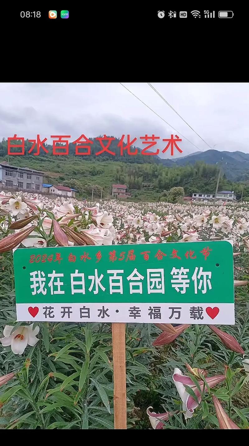 花的颜色和寓意之间有什么关系？颜色对花语的影响是什么？