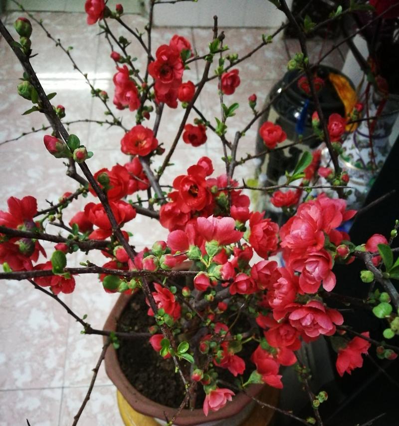 哪些花具有吉祥和积极的寓意？