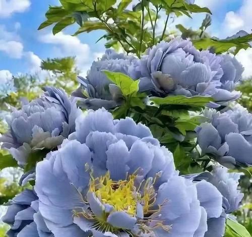 哪种花象征吉祥？花的吉祥寓意有哪些？