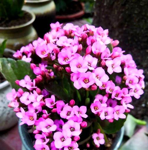 哪种花象征吉祥？花的吉祥寓意有哪些？