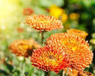 橙色菊花手捧花象征着什么？