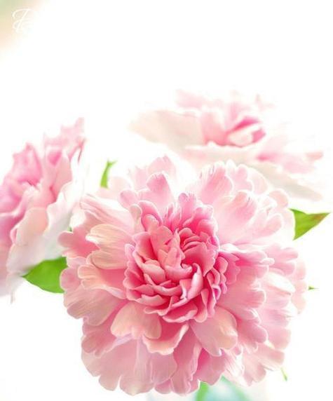 粉色花的寓意是什么？粉色代表什么含义？