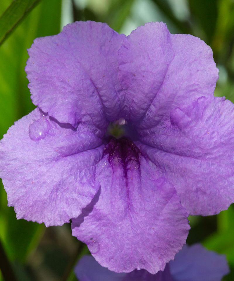 淡紫色的花代表什么？淡紫色花的寓意有哪些？