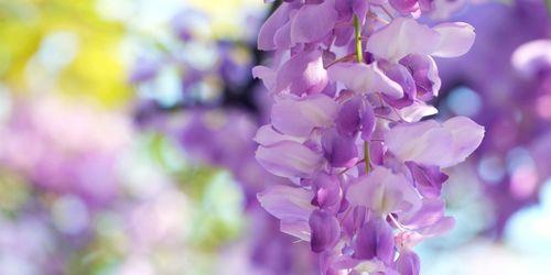 淡紫色的花代表什么？淡紫色花的寓意有哪些？