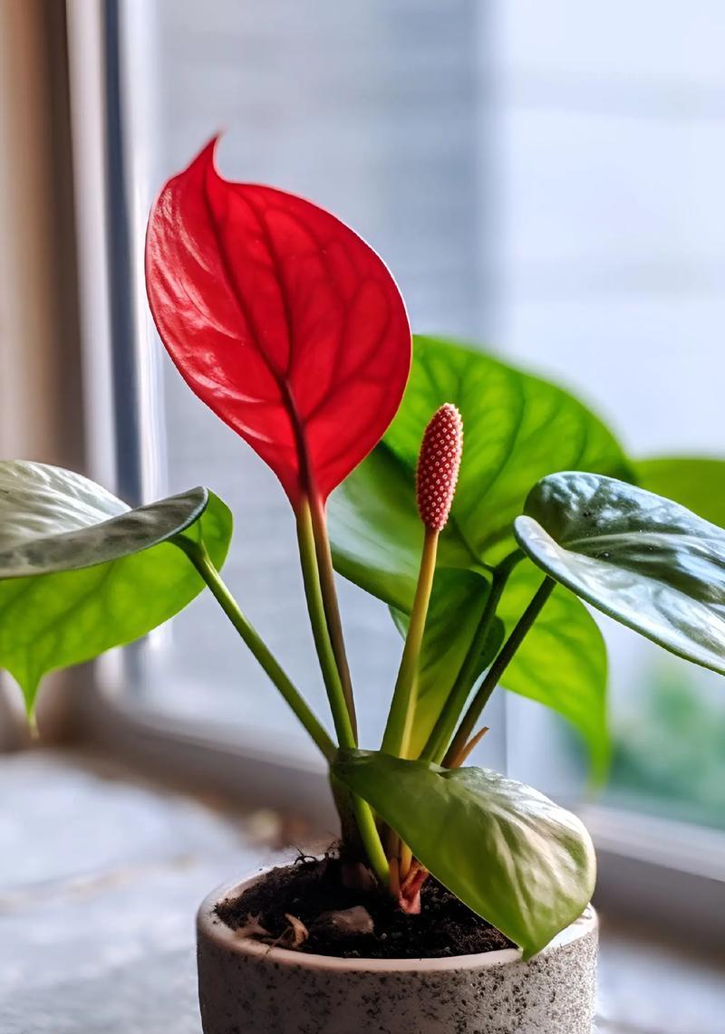 端午节送什么花？端午节花卉的寓意是什么？