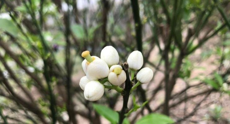 白色橘花象征纯洁的句子有哪些？它有什么特别的含义？