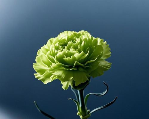 巧克力色康乃馨代表什么？它的花语是什么？