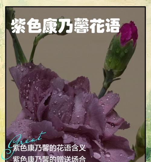 巧克力色康乃馨代表什么？它的花语是什么？