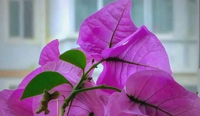 光叶子花的文化含义是什么？