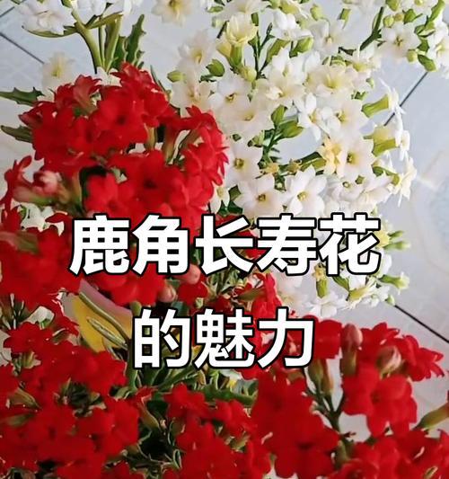 鹿角长寿花象征什么？它在文化中扮演什么角色？