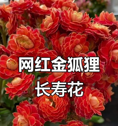 鹿角长寿花象征什么？它在文化中扮演什么角色？