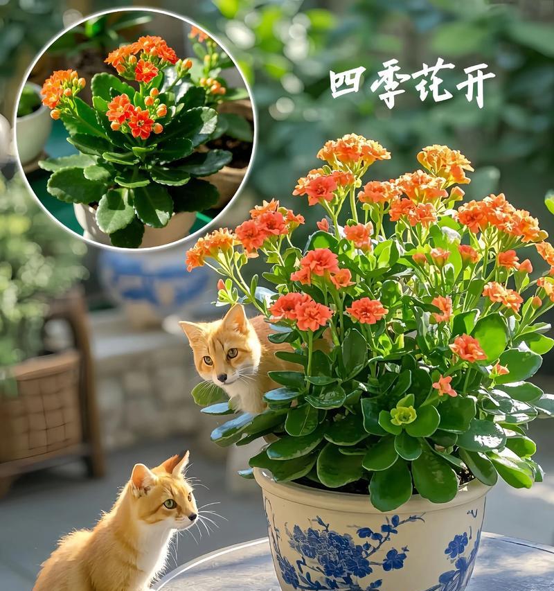 长寿花晨曦寓意什么？晨曦长寿花的象征意义是什么？