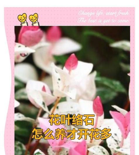 哪种花的花语代表好色？好色花语的含义是什么？