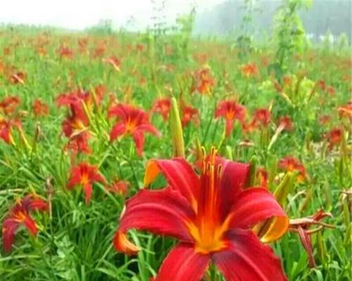 大爷七夕节送大花有何寓意？传统节日中花卉的意义是什么？