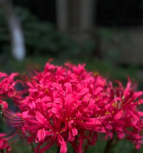 粉色石蒜花代表什么？它的花语有哪些含义？