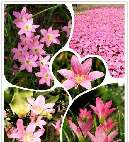 粉色石蒜花代表什么？它的花语有哪些含义？