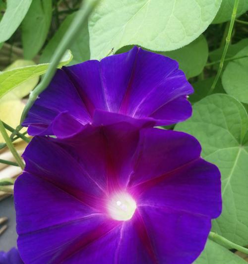 牵牛花不同颜色代表什么意义？如何根据颜色选择牵牛花？