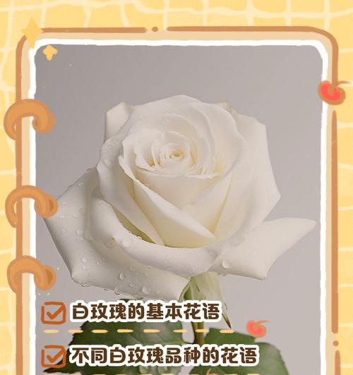 白色花朵在送礼时代表什么意义？