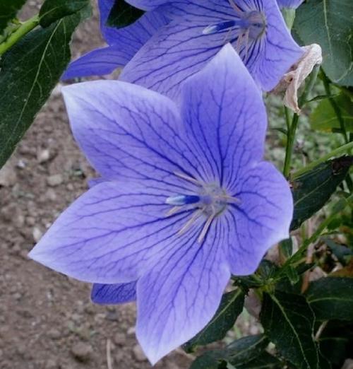 哪种花的花语代表着爱情守护？