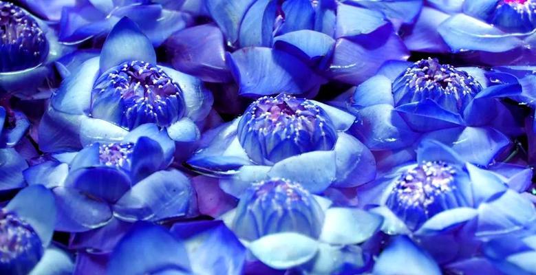 花蓝色代表什么寓意？蓝色花朵象征意义有哪些？