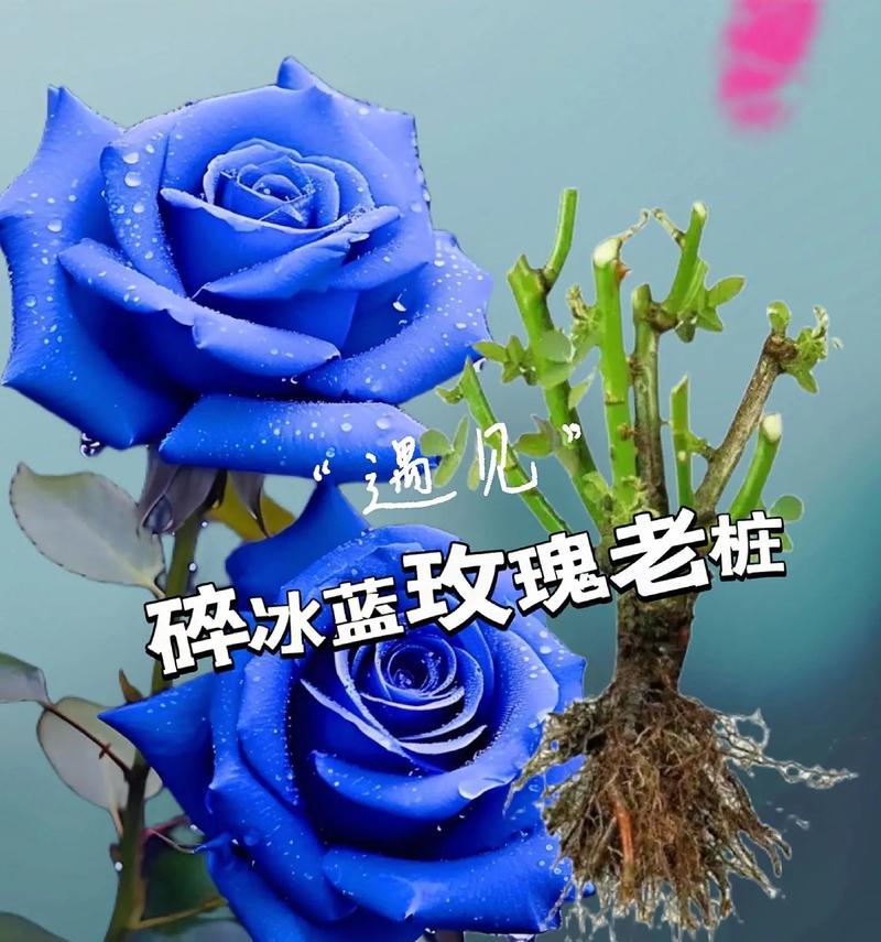 蓝色和粉色花语分别是什么？如何理解蓝色和粉色的花语？