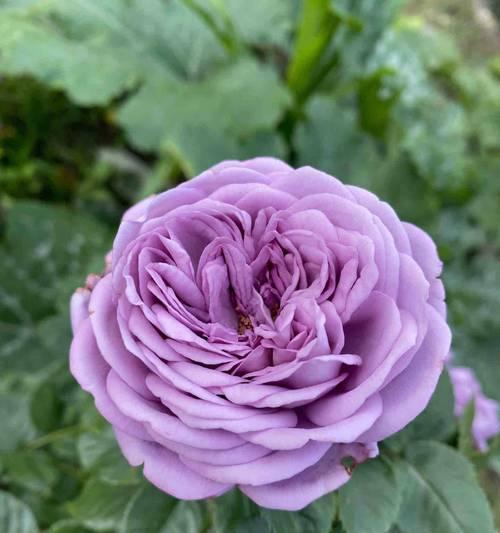 蓝色和粉色花语分别是什么？如何理解蓝色和粉色的花语？