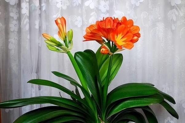 吉祥花有哪些词语？吉祥花的寓意是什么？