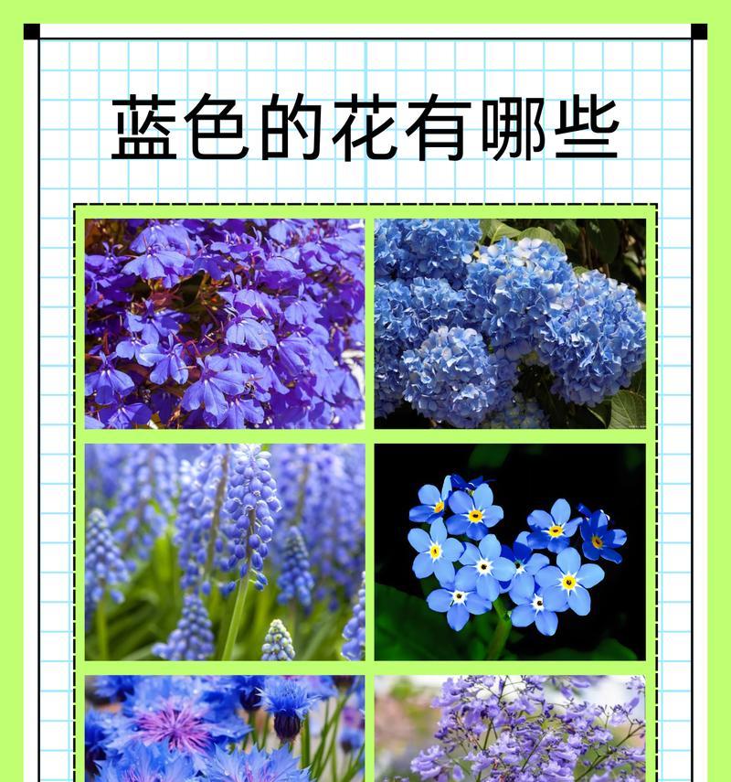 不同季节有哪些象征性的花？它们分别代表什么意义？