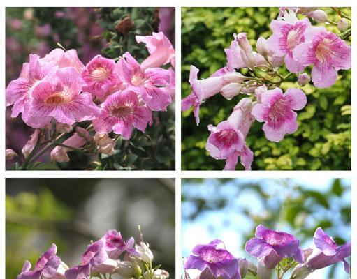 不同季节有哪些象征性的花？它们分别代表什么意义？