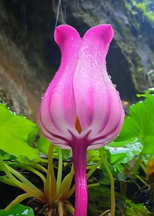 不同季节有哪些象征性的花？它们分别代表什么意义？