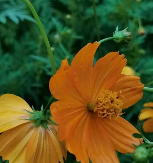 橙色花代表什么？橙色花的意义有哪些？