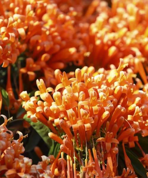 橙色花代表什么？橙色花的意义有哪些？