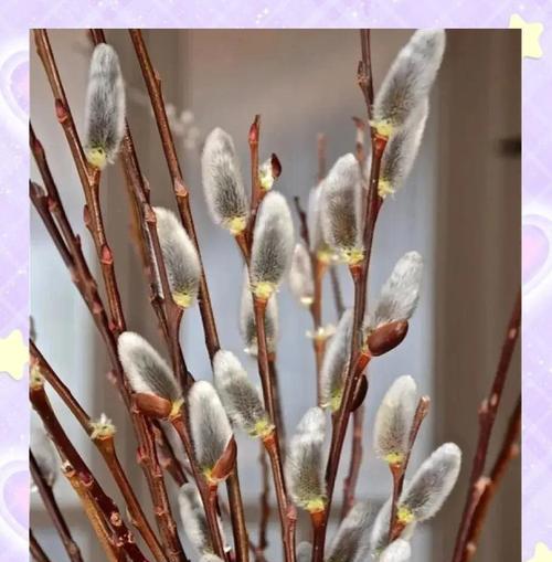 哪种花象征自由快乐平安？它的寓意是什么？