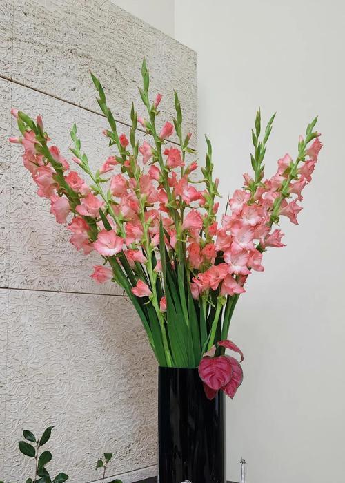 白色剑兰花代表什么？剑兰花的花语有哪些？