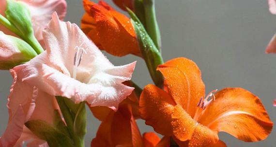 白色剑兰花代表什么？剑兰花的花语有哪些？