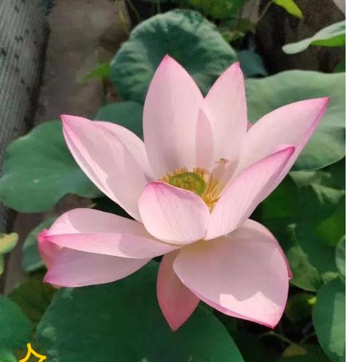 哪些花寓意财运富贵？财运富贵花有哪些？