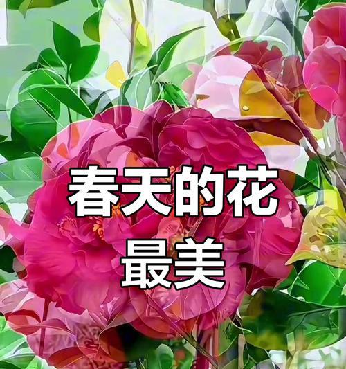 开在春天象征纯真爱情的花有哪些？春天的花象征纯真爱情的寓意是什么？