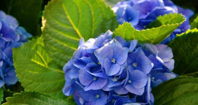蓝色绣球花的花语是什么？绣球花的寓意和象征是什么？