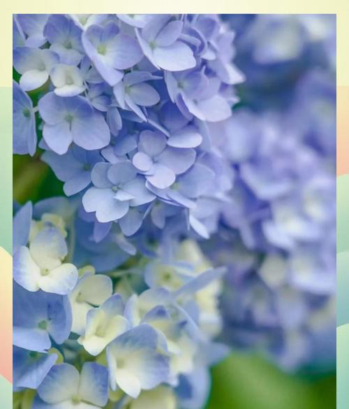 蓝色绣球花的花语是什么？绣球花的寓意和象征是什么？