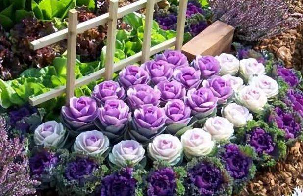 灰紫色的花寓意是什么？如何用灰紫色花表达情感？